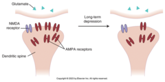 <p>Conversion of active synapse into silent synapse</p>