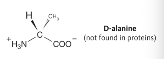 <p>Enantiomer of L-amino acids (so it looks the same but where the molecule on the carbon is is not the same place) <strong>not</strong> <strong>found</strong> naturally </p>