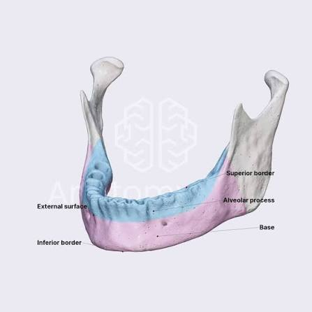 <p>Jagged edge for teeth on the mandible</p>