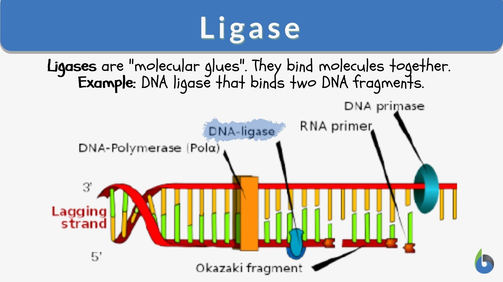 <p>Joins Okazaki fragments together.</p>