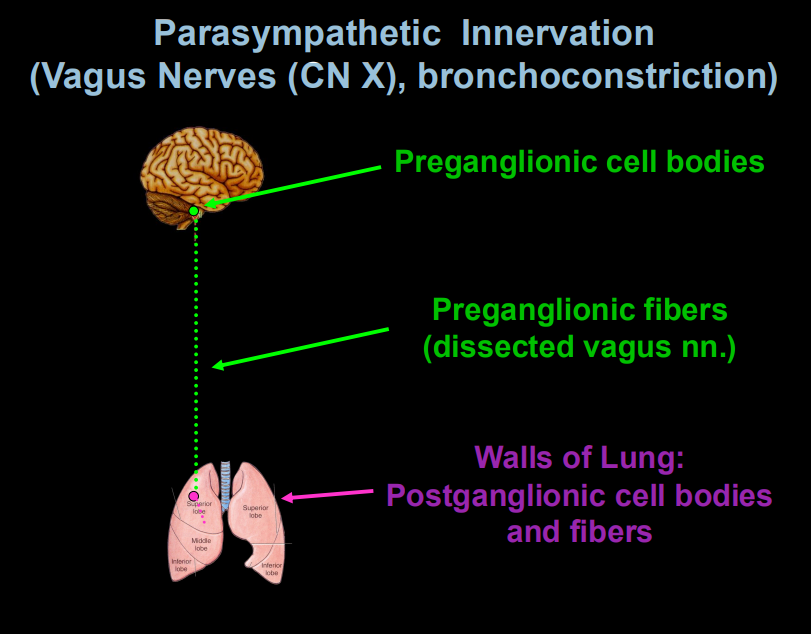 <p><span style="background-color: transparent;"><strong>Parasympathetic (Vagus Nerve - CN X cranial nerve 10):</strong> Causes <strong>bronchoconstriction</strong> (narrowing) and increased mucus secretion.</span></p><p>Preganglionic cell body</p><p> ↓</p><p>Preganglionic fiber (Vagus nerve)</p><p> ↓</p><p>Postganglionic cell body (lung wall)</p><p> ↓</p><p>Postganglionic fiber</p><p> ↓</p><p>Bronchoconstriction</p>
