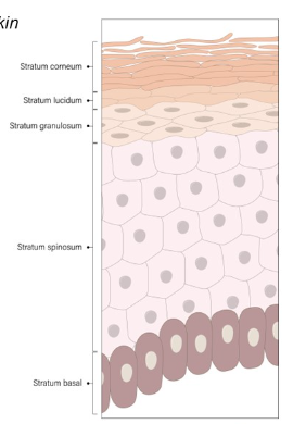<p>inner or deepest part of epidermis with columnar cells that divide and replace the rest of the epidermis </p>