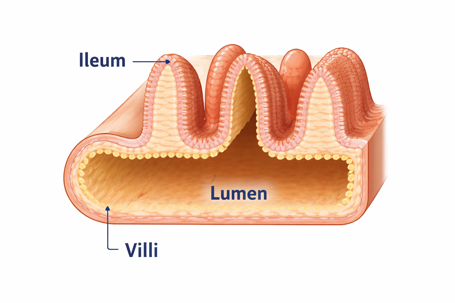 <p>lumen is the inside of the ileum where the digested food passes through</p>