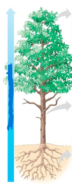 <p>what does the arrow represent</p>