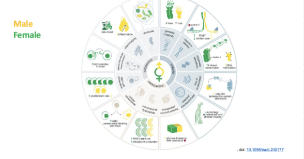 <ul><li><p>Yes — many hallmarks show <strong>sex differences</strong></p></li><li><p>Often influenced by:</p><ul><li><p><strong>Sex hormones</strong></p></li><li><p><strong>X-linked genetics</strong></p></li></ul></li></ul><p></p>