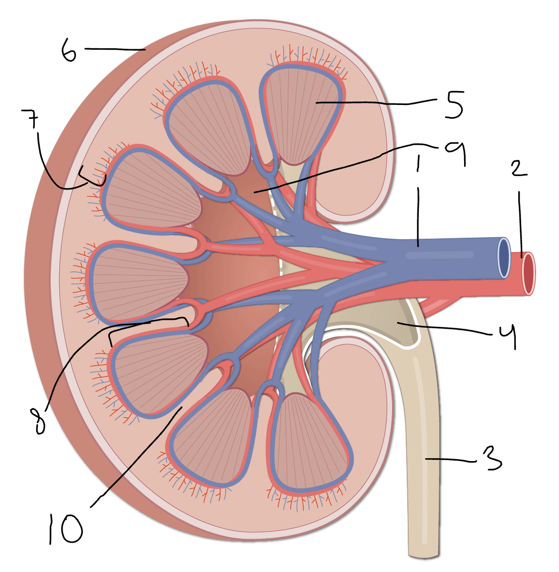 <p>8</p>