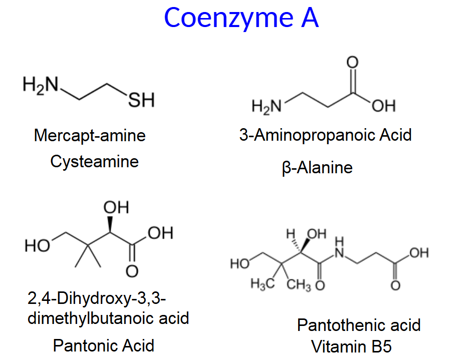 <p>Activated Carriers Exemplify the Modular Design and</p><p>Economy of Metabolism</p><p>• Nicotinamide adenine dinucleotide phosphate (NADP+) is</p><p>an activated carrier of electrons for reductive biosyntheses.</p>