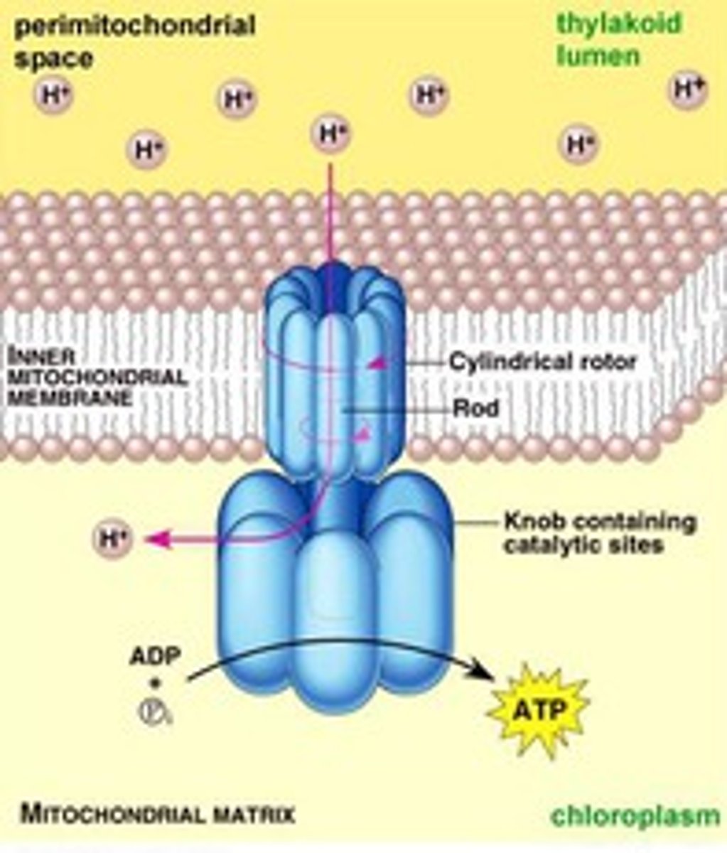 <p>The movement of ions across a selectively permeable membrane, generating ATP through ATP synthase.</p>
