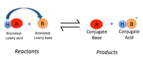 <p>Accepts H⁺ (protons)</p>