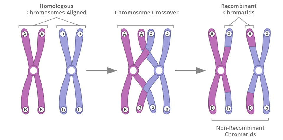 <p><span style="background-color: yellow;"><mark data-color="#ffffff" style="background-color: rgb(255, 255, 255); color: inherit;">Crossing over: The exchange of DNA between non-sister chromatids of homologous chromosomes during Prophase I, producing recombinant chromosomes and increasing genetic variation</mark></span></p><ul><li><p>Occurs in Prophase I</p></li></ul><ul><li><p>Homologous chromosomes pair up (synapsis) to form a tetrad</p></li><li><p>Non-sister chromatids exchange corresponding DNA segments</p></li><li><p>Results in recombinant chromosomes</p></li></ul><p></p>