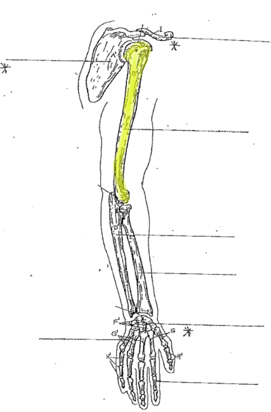 <p>What is the highlighted part of the arm? </p>