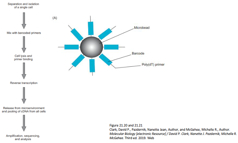 <p><span>Key Idea - Measures gene expression in individual cells, not bulk populations</span></p><ul><li><p><span>Bulk RNA-seq = average signal</span></p></li><li><p><span>scRNA-seq reveals: Cell-to-cell variation, rare cell types, cell states (e.g., differentiation)</span></p></li></ul><ol><li><p><span>Isolate individual cells - capture RNA from each cell</span></p></li></ol><ul><li><p><span>Microfluidic chip - traps one cell per capture site</span></p></li><li><p><span>Cell lysis, reverse transcription, and amplification within its own chamber</span></p></li></ul><ol><li><p><span>Convert to cDNA - add cell-specific barcodes</span></p></li><li><p><span>Pool and sequence</span></p></li><li><p><span>Assign reads back to original cells</span></p></li></ol><p>Critical Concept —> Each read includes:</p><ul><li><p>Gene information</p></li><li><p>Cell barcode → tells you which cell it came from</p></li></ul><p></p>