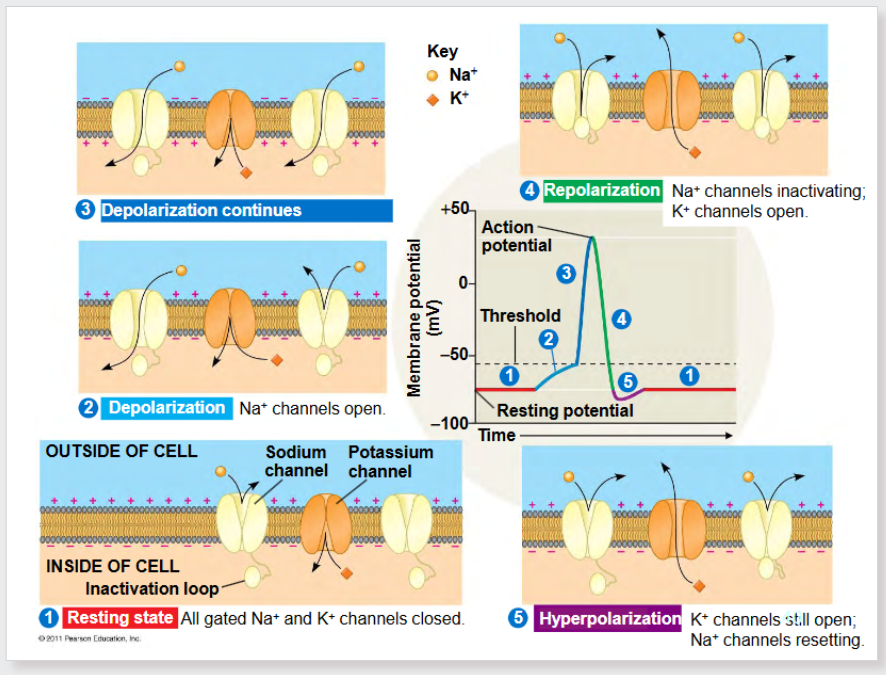 <p>resting state at -70mV maintained by</p><ul><li><p>sodium-potassium pump 3 NA out 2 K in</p></li><li><p>protein and phosphate anions inside - negative</p></li><li><p>selective permeability, more K than Na+ leak channels, more K+ leaves, than Na+ enter</p></li><li><p>gated channels closed</p></li></ul><p>depolarization - stimulus causes Na+ channels open 30/40mV</p><ul><li><p>if reaches -55mV, action potential triggered (threshold)</p></li><li><p>Na+ channels open, Na+ rush in along axon, (electrochemical gradient)</p></li><li><p>peaks to +30/40mV</p></li></ul><p>repolarization - Na+ channels close negative mV</p><ul><li><p>at the peak of action potential, Na stops flowing n</p></li><li><p>K+ channels (open slowly) open fully, K rushes in, Na out, MEMBRANE POTENTIAL NEGATIEV</p></li></ul><p>hyperpolarization - voltage k+ channels close slowly(again), drops to -90mV(below resting state)</p><ul><li><p>continued outflow of K+ causes membrane potential to drop below normal resting level</p></li><li><p>refractory period, neuron is far less likely to fire action potential (signal ensured to travel  in one direction)</p></li></ul><p>resting state</p><ul><li><p>K+ channels close, Na K pump restores resting state voltage.</p></li></ul><p></p>