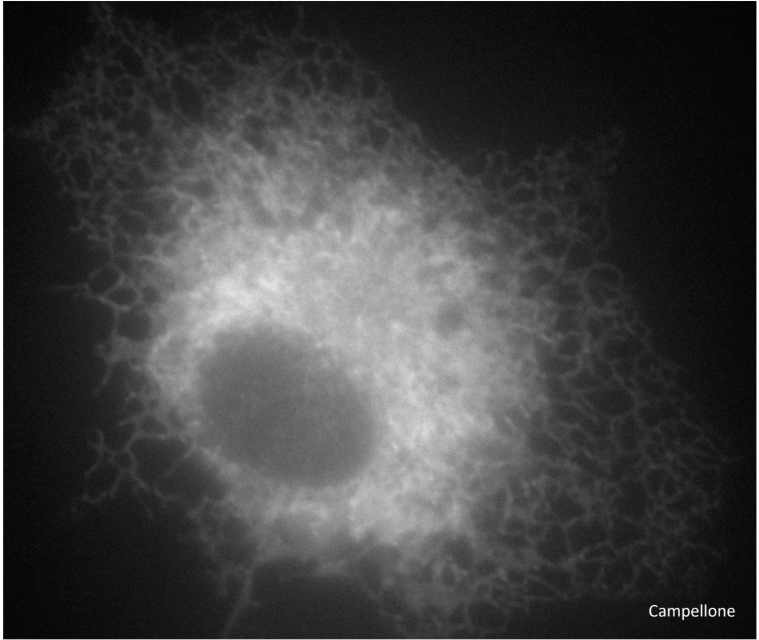 <p>ER membranes = connected to MTs</p>