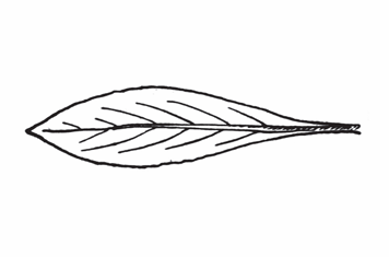 <p>A leaf shape that is long, but still widest above the middle towards the apex, and tapers toward the stem.</p>