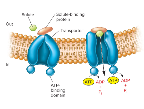 <p><strong>Common primary active transport uniporters containing:</strong></p><p>• two hydrophobic membrane spanning</p><p>domains.</p><p>• two cytoplasmic ATP-binding domains.</p>