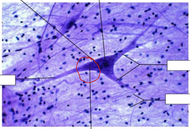 <p>Identify the labeled neuron structure.</p>