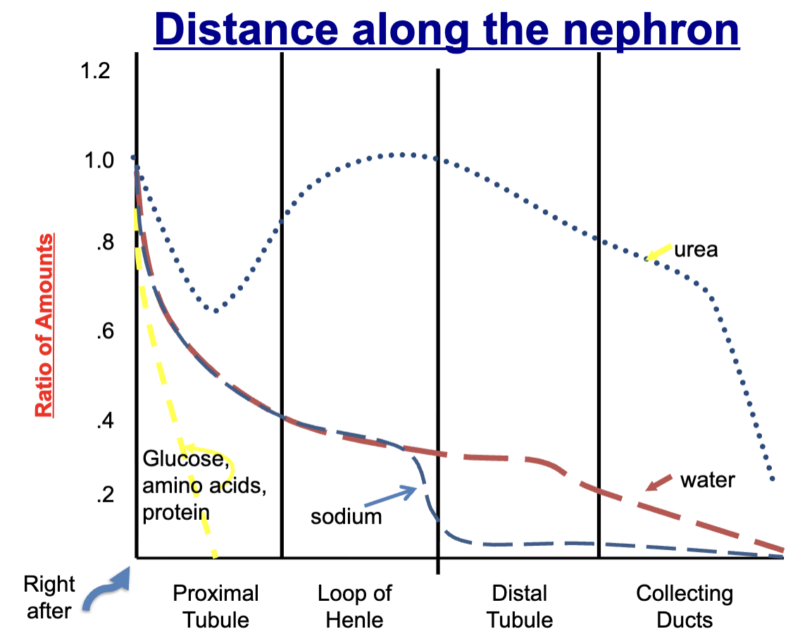 <p>glucose, amino acids, and protein: ~99-100% reabsorbed in proximal tubule</p><p>urea: ~50% reabsorbed in proximal tubule, secreted back in loop of henle, reabsorbed again in collecting ducts (secretion due to regulating urine concentration)</p><p>sodium and water: most sodium and water reabsorbed in proximal tubule, then reabsorbed at lower rates later on, but if high water intake, some secretion of water</p>