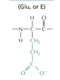 <p></p><ul><li><p>acidic (negative charge)</p></li><li><p>Neurotransmitter</p></li></ul><p></p>