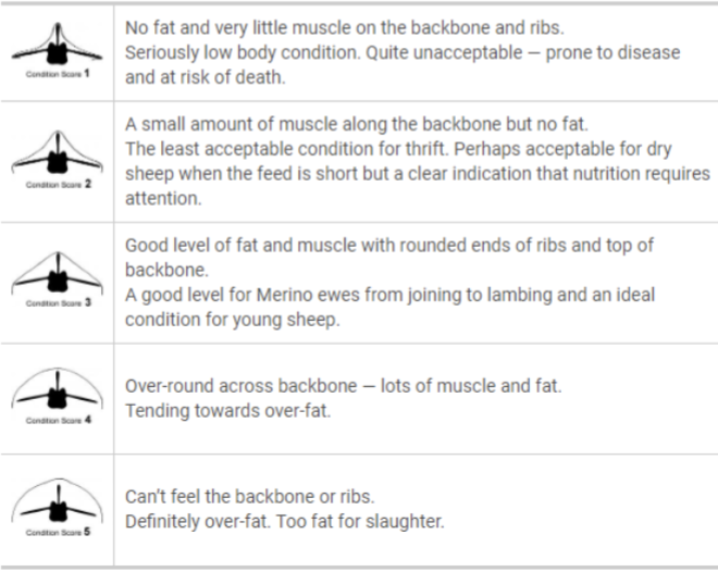 <ul><li><p>Estimate muscle/fat cover to assess nutritional/general well-being of an animal</p></li><li><p>Sheep have 1-5 levels</p><ul><li><p>1 - no fat or muscle</p></li><li><p>5 - too much fat cover</p></li></ul></li><li><p>Want a 2 or 3</p></li><li><p>feel over the back, rib, and loin areas</p></li></ul><div data-youtube-video=""><iframe width="640" height="480" allowfullscreen="true" autoplay="false" disablekbcontrols="false" enableiframeapi="false" endtime="0" ivloadpolicy="0" loop="false" modestbranding="false" origin="" playlist="" rel="1" src="https://www.youtube.com/embed/ITuL3AhlYcg?si=p1LympqELE1Pv5V4" start="0"></iframe></div><p></p>