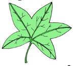 <p>what leaf vein is shown here?</p>