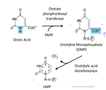 <p>orotidylic acid decarboxylation removes the COO<sup>- </sup>group in order to form UMP</p>