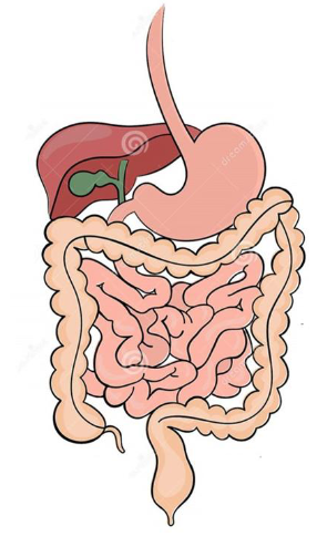 <p>Iron is maximally absorbed in the duodenum and the proximal (upper) jejunum</p>