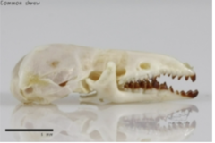 <p>What genus does this skull belong to</p>