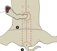<p>carries blood from placenta to developing fetus</p>