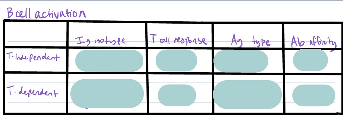 <p>Difference in humoral response for a T-independent B cell response vs T-dependent B cell response?</p>