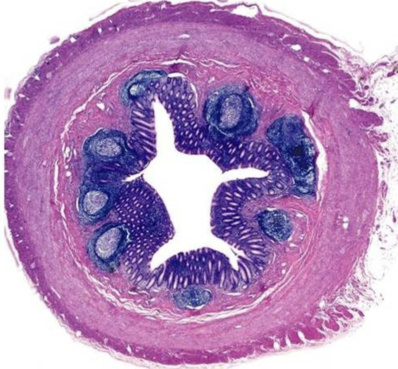 term image
