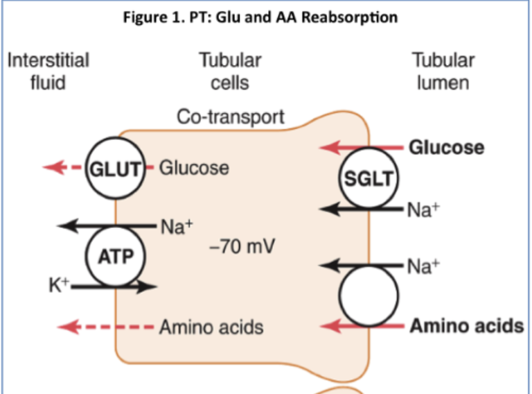 <p>Amino acid reabsorptiomn in proximal tubule</p>