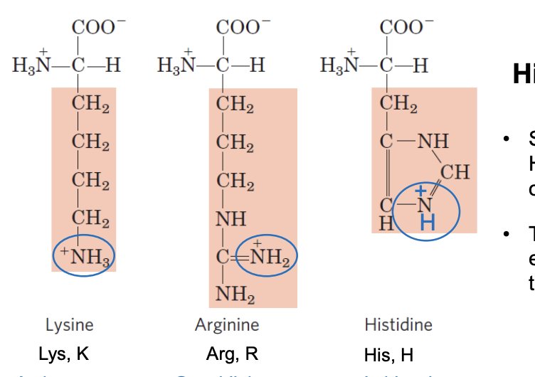 <p>Lys (K), Arg (R), His (H)</p><p>-all have an amino group, Lys has an NH3+, Arg has an NH2+. Histidine has a NH+</p><p>Lys: amino group mostly + charged at pH 7, Arg: guandinium group (pic included) mostly positively charged at pH 7, His: imidazole group (ring in photo) can switch between neutral and positive near pH 7</p>