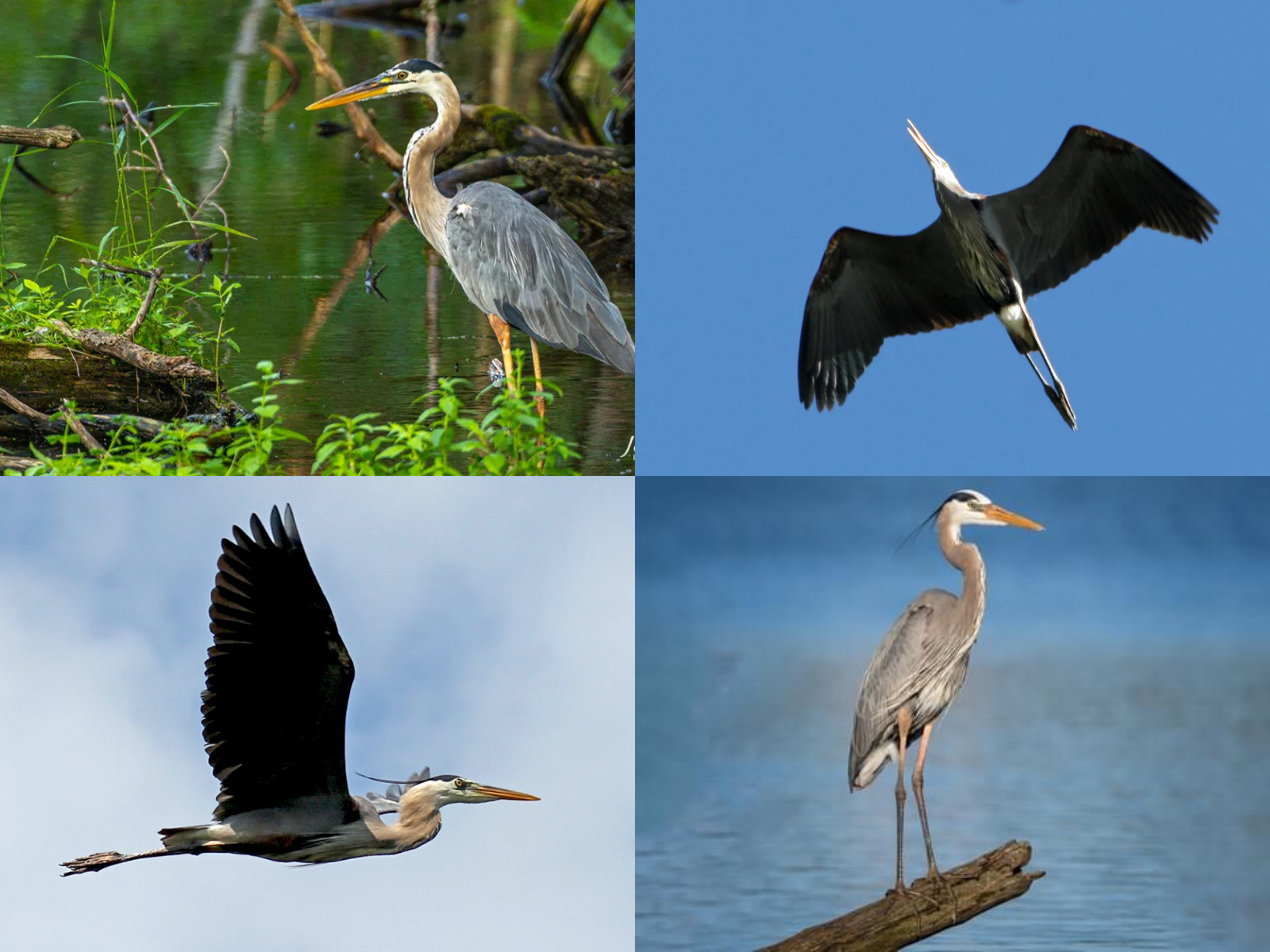 <p>Order: Pelecaniformes</p><p>Family: Ardeidae</p><p>CN: Great Blue Heron</p><p>Alpha Code: GBHE</p>