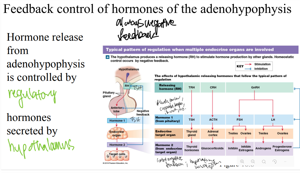 <p>Hormones must move through the _____</p>