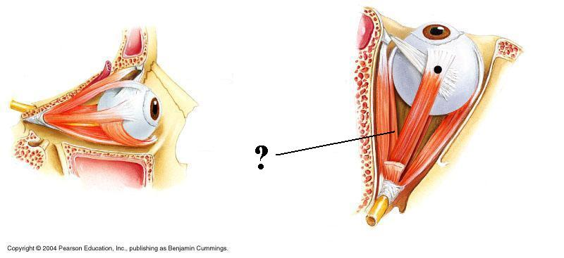 <p>Identify the indicated structure</p>