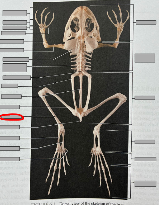 <p>What part of the organism is this?</p>