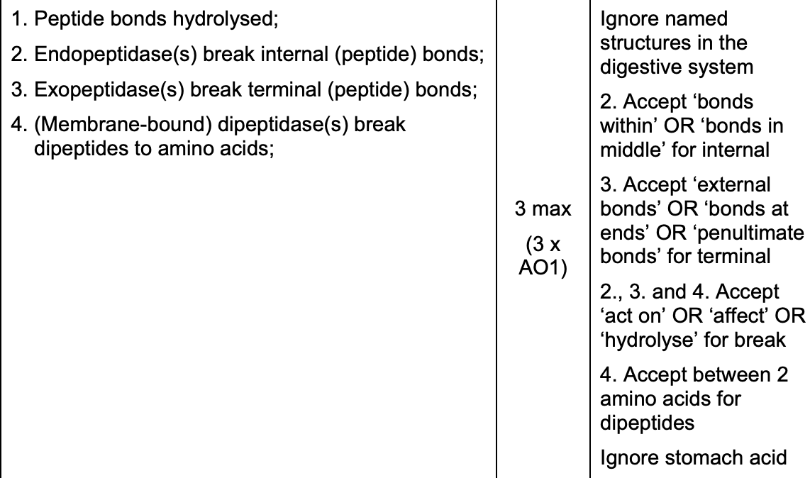 <ul><li><p>peptide bonds hydrolysed</p></li><li><p>endopeptidases break internal peptide bonds</p></li><li><p>exopeptidases break terminal peptide bonds</p></li><li><p>membrane bound dipeptidases break dipeptides to AAs</p></li></ul><p></p>