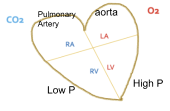 <ul><li><p><span style="background-color: transparent;"><strong>Closure of PDA</strong> → <strong>_______ (_______) + _______ (_______)</strong></span></p></li></ul><ul><li><p><span style="background-color: transparent;"><strong>_______: push or pull</strong> (a train or part of a train)<strong> from the main line to a siding or from one track to another.</strong></span></p></li></ul><p></p>