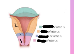 <p>Lable this Uterine image?</p>