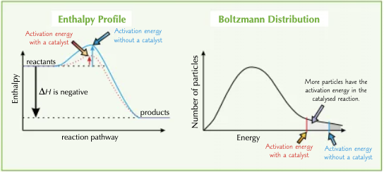 <p>The catalyst lowers the activation energy, meaning there are more particles with enough energy to react when they collide. So, in a certain amount of time, more particles react.</p>