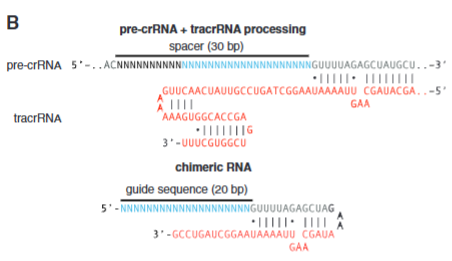 <p>explain fig 2B Cong</p>