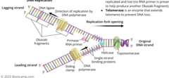 <p>1. Initiation- origins of replication form at A-T pairs since they have less hydrogen bonds and are easier to break </p><p>Helicase- unzips DNA by breaking hydrogen bonds between strands creating a replication fork. As it unzips the strands helicase leads to supercoiling </p><p>2. Elongation- producing new DNA strands using different types of enzymes </p><p>- Single-strand binding proteins- bind to uncoiled DNA strands preventing reattachment of the strands to each other</p><p>- Topoisomerase- Nicks DNA double helix ahead of helicase to relieve built up tension and supercoiling </p><p>- Primase- places RNA primers along the template strands to create 3' ends for nucleotide addition </p><p>Sliding clamp proteins- hold DNA polymerase to template strand</p><p>DNA polymerase- adds free nucleoside triphosphates to 3' ends. DNA polymerase can only add nucleotides onto preexisting 3' hydroxyl groups with primase. </p><p>3. Termination- Replication fork cannot continue, DNA replication ends</p><p>Telomeres- noncoding repeated nucleotide sequences at the ends of linear chromosomes. Necessary in eukaryotes because when the replication fork reaches the end of a chromosome, a small segment of DNA from the telomere is not replicated and lost.</p><p>Telomerase- enzyme that extends telomeres to prevent DNA loss</p>