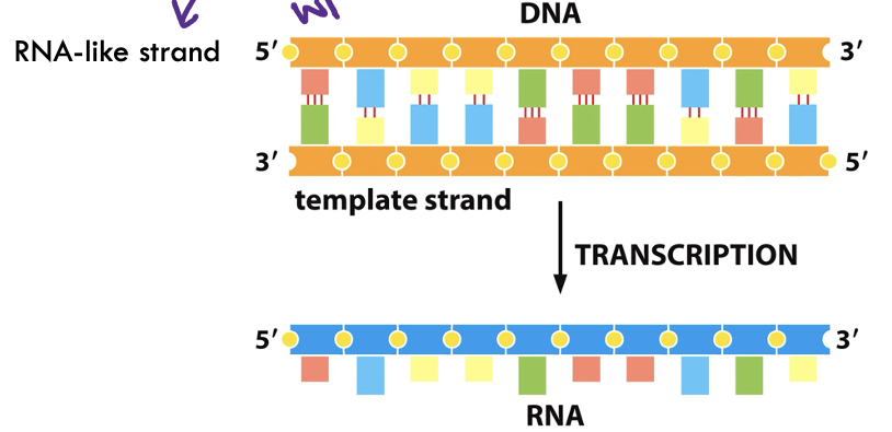 <p>No, just ONE strand</p>