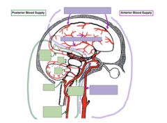 <p>label the purple structures</p>