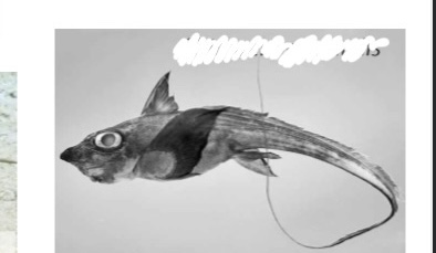 <p>familia </p><p>Especie</p><p></p>