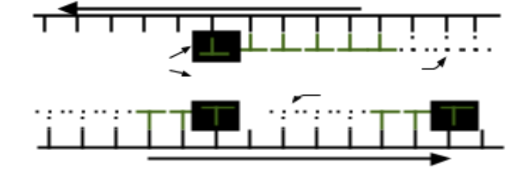 <p>The Lagging Strand…</p>