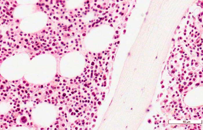 <p>Identifica el tejido </p>