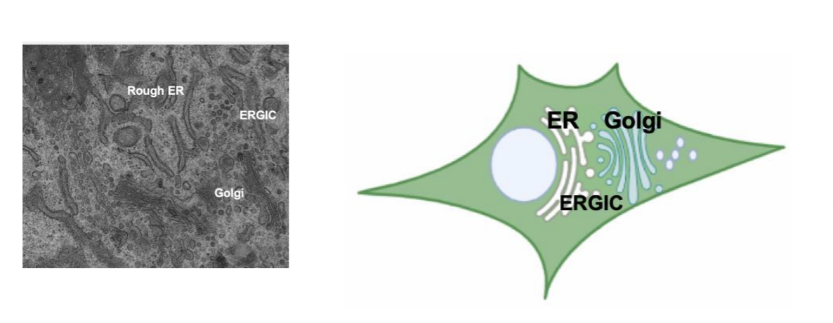 <p>a compartment in between the ER and the Golgi. it is made of vesicles which move between er ang Golgi</p>