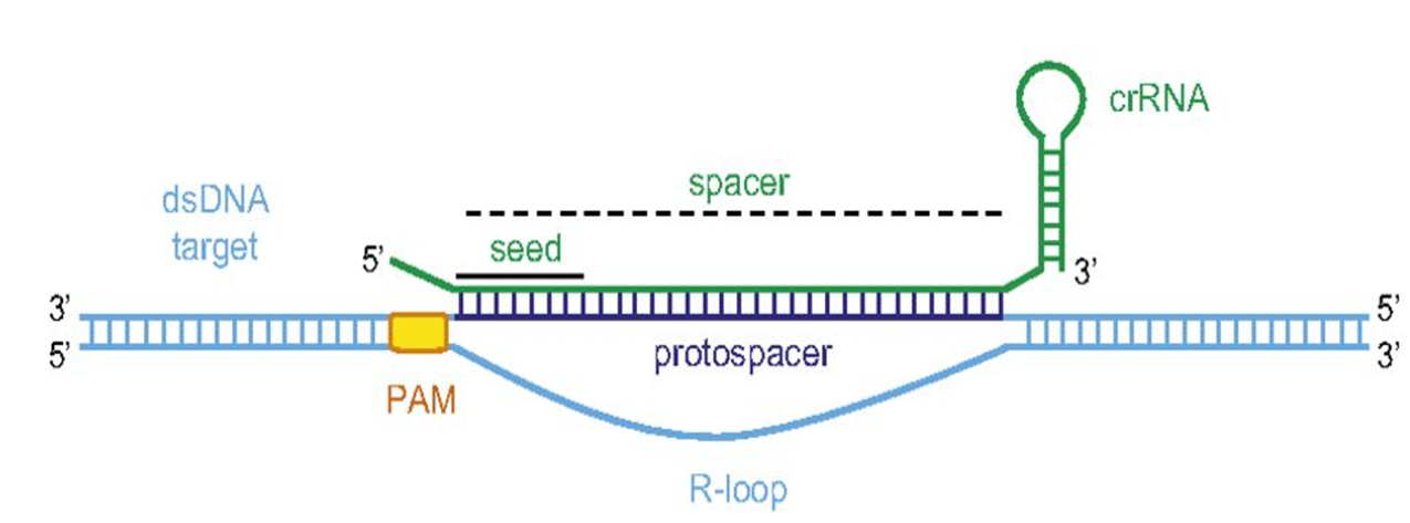 <p>Protospacer = captured viral DNA</p><p>PAM = protospacer adjacent motif, a trinucleotide sequence that acts as a sampling point to spot that cascade is int he correct place, as a result cascade only targets invader DNA. Acts as a first checkpoint.</p><p>dsDNA target</p><p>crRNA</p><p>R-loop</p><p>Seed = when PAM has been found, it tries to pair crRNA with protospacer, if there is a match in the seed region (6/7 nts), energetic lock R-loop in place as it is energetically favourable.</p>